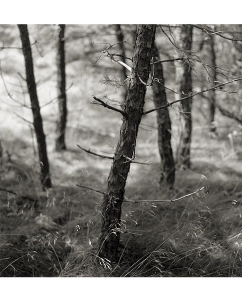 Large Original Print by Eric Lindbloom Titled 'Pine Woods #37' (Unframed)