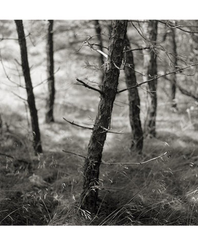 Large Original Print by Eric Lindbloom Titled 'Pine Woods #37' (Unframed) - Matthew Izzo Home