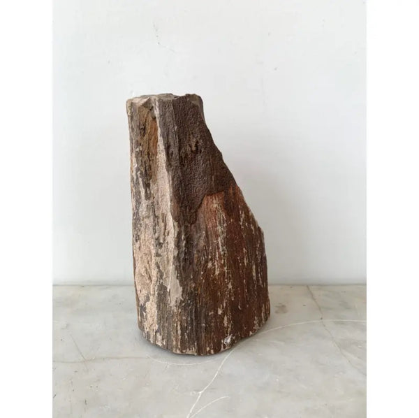 Ancient Petrified Tree Fragment