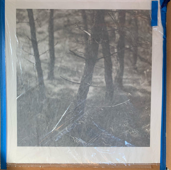 Large Original Print by Eric Lindbloom Titled 'Pine Woods #37' (Unframed)