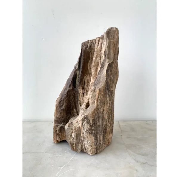 Ancient Petrified Tree Fragment
