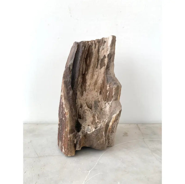 Ancient Petrified Tree Fragment