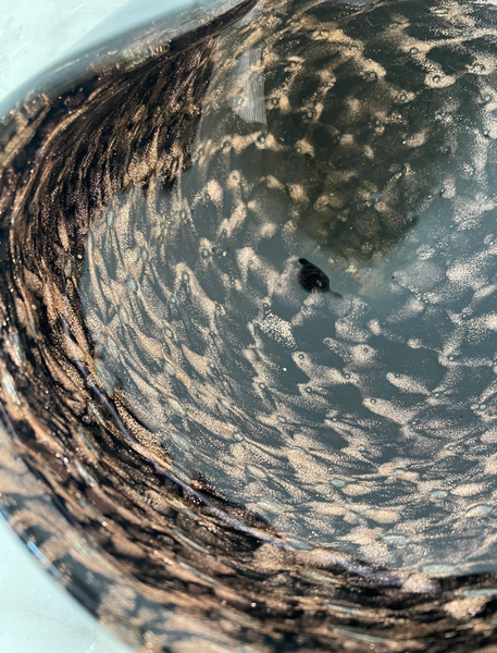 Vintage Mid Century Seguso Murano Glass - Blackmand Copper Bowl